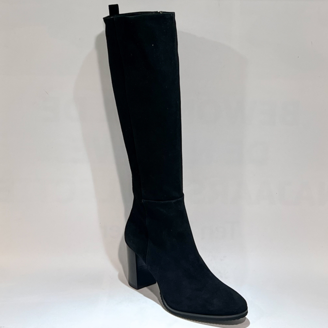 CERVONE 2434 - CERVONE